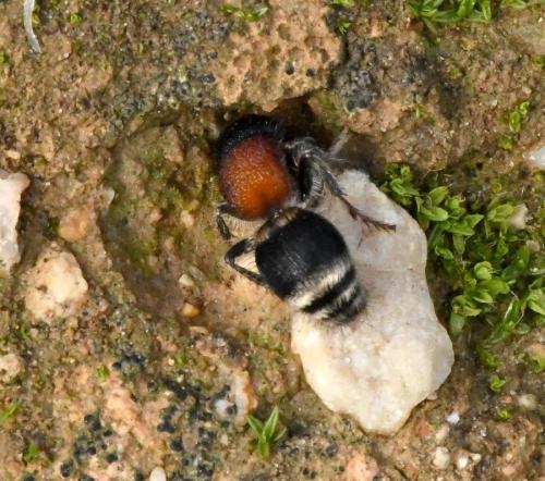 Réf. 218 143 : Tropidotilla litoralis